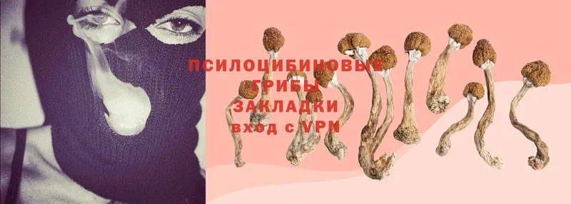 Галлюциногенные грибы Psilocybe  Волгореченск 